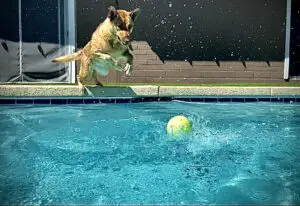 A dog jumping into the pool to catch a ball